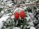 Winter-Impressionen aus dem Harz