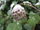 Winter-Impressionen aus dem Harz